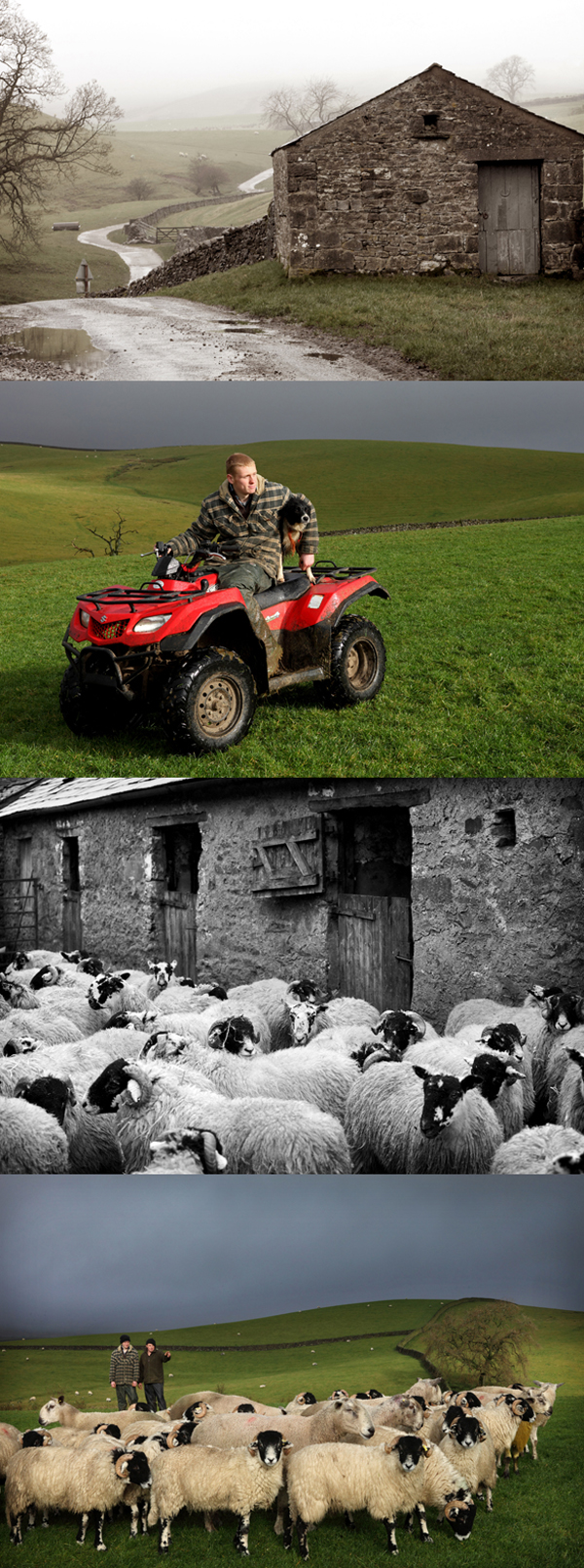 Lake District Sheep Farming