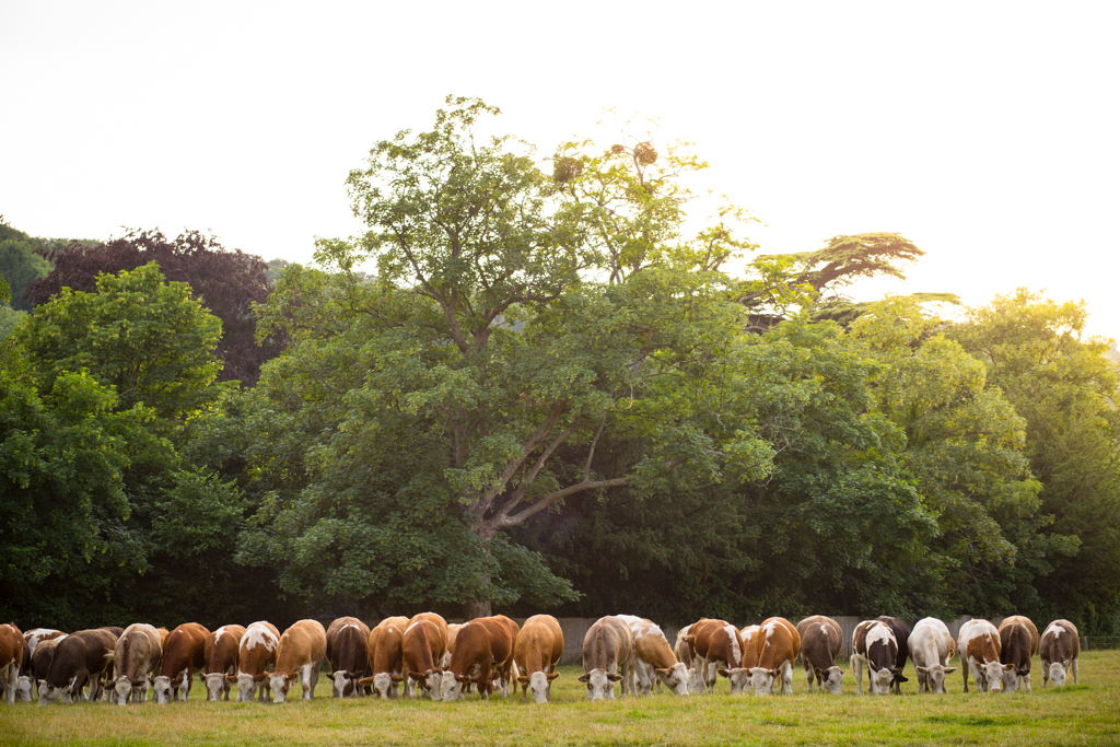 PCFTEL-ML-IMG_2354_004