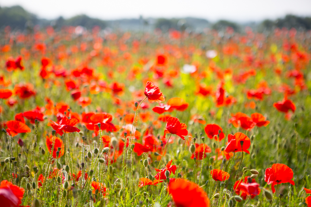 PCFTEL-ML-IMG_2455_018