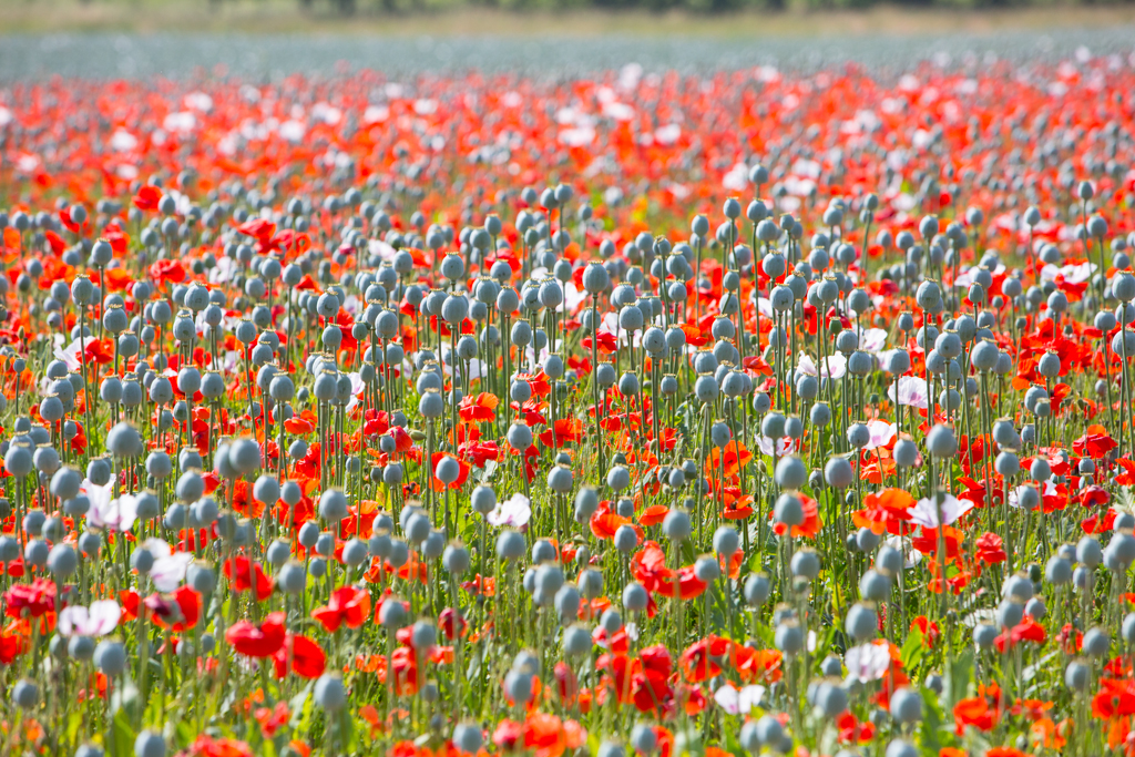 PCFTEL-ML-IMG_2482_021