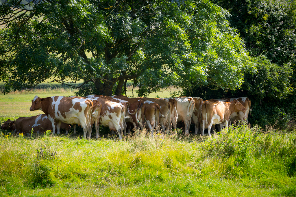 PCFTEL-ML-IMG_2665_051