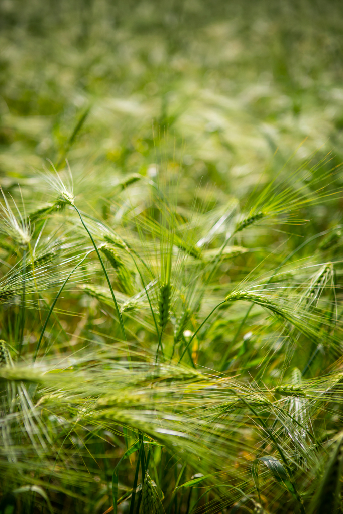 PCFTEL-ML-IMG_2789_068