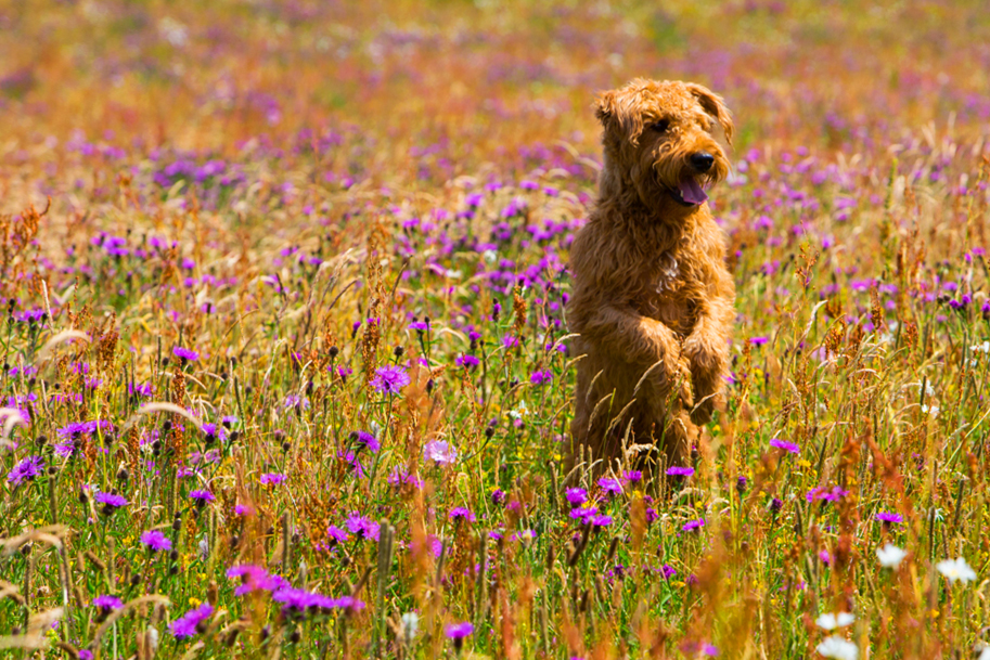 Crufts Photography Offer