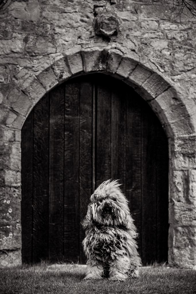 Dog Photographer Oxfordshire-DM-0198_005