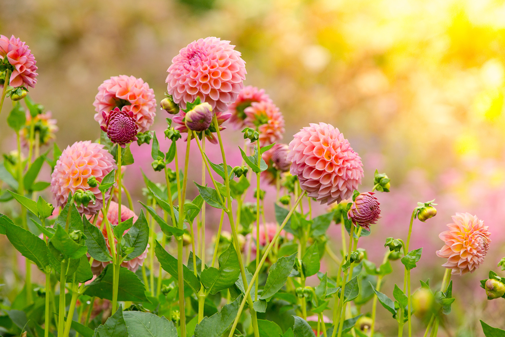 G&GSept2015-LORD1997_088