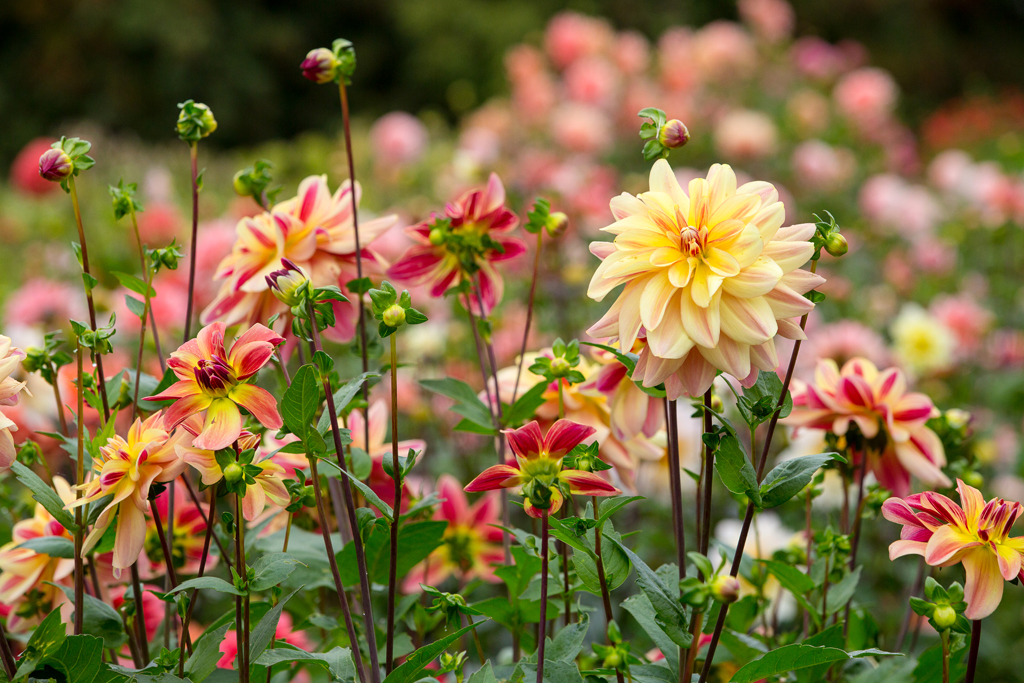 G&GSept2015-LORD2017_099